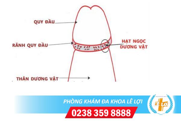 Hat-ngoc-duong-vat-1